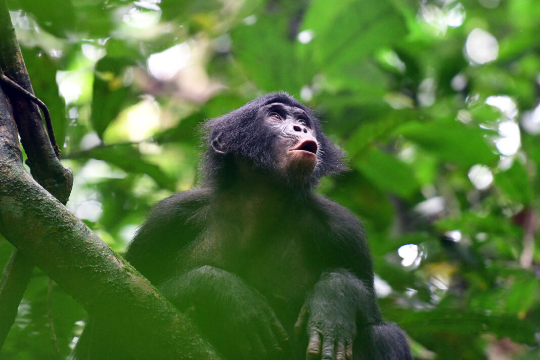 Hoots and grunts from bonobos show signs of complex communication, researchers say