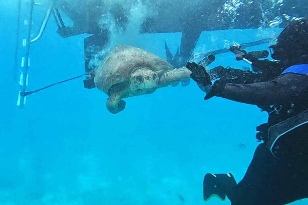 Massive sea turtle back where he belongs after Florida photographer, rescue group step up
