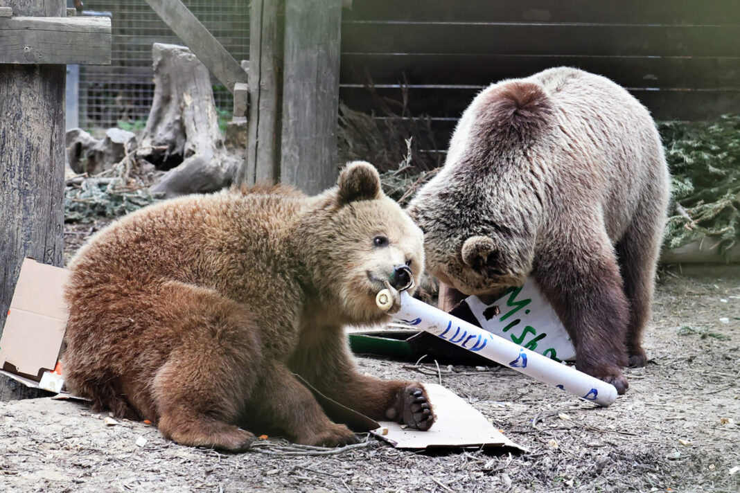 Mish and Lucy the bears eat 'a week's worth' of honey after escaping from their enclosure