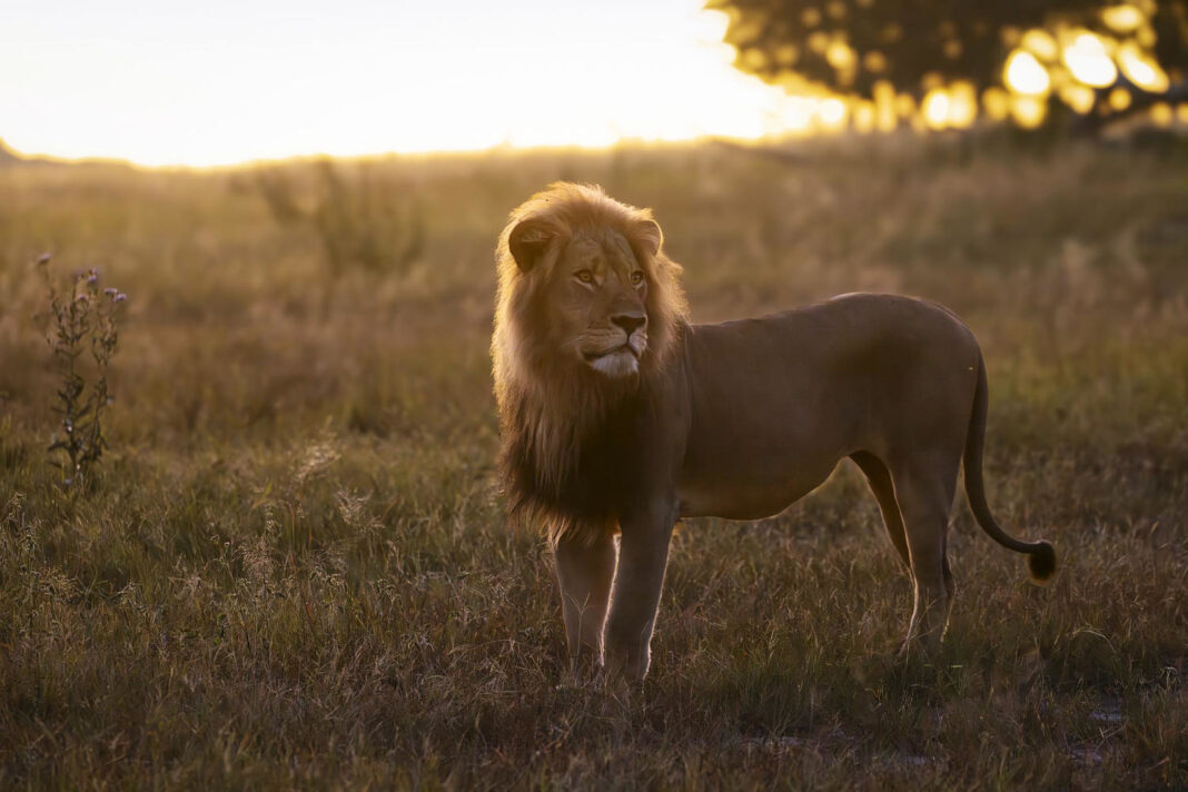 Beloved lion killed by trophy hunter in ‘harrowing echo’ of Cecil the Lion’s death in 2015