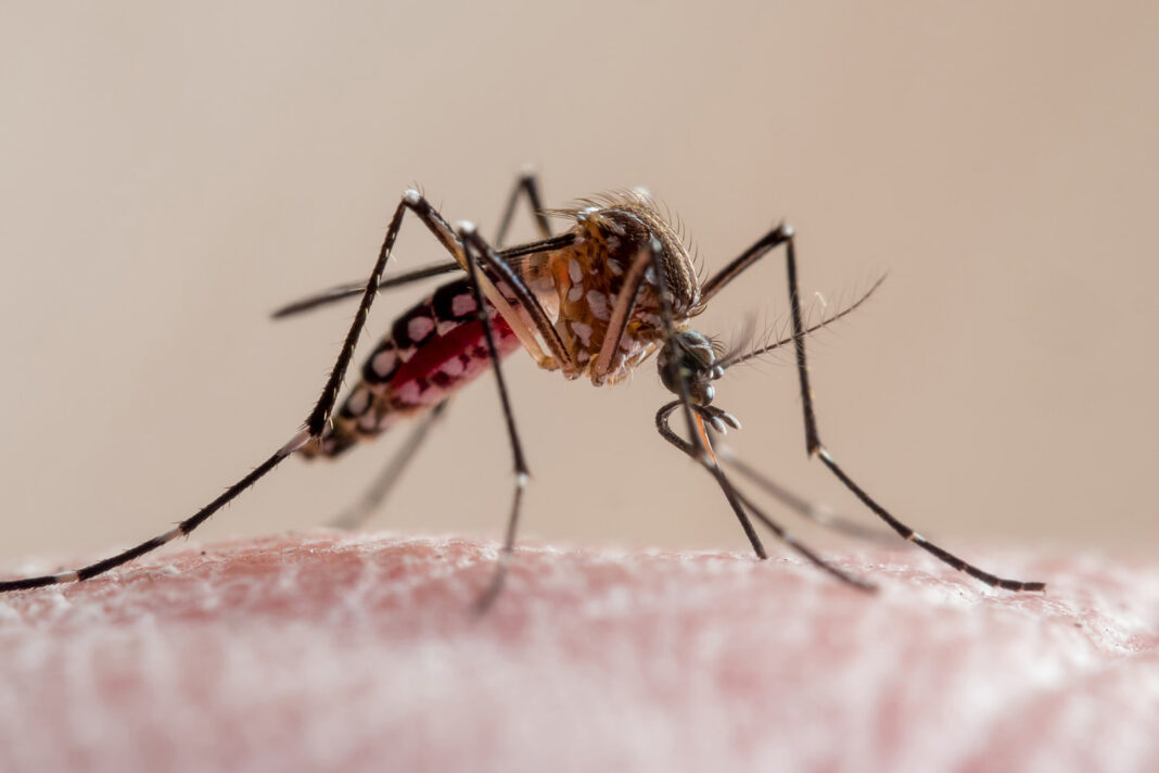 CDC warns of mosquito-borne chikungunya outbreak in China